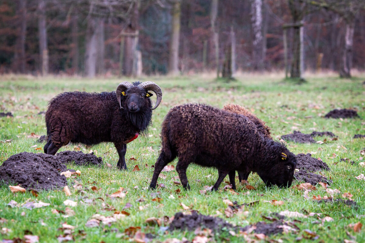 Zwei schwarze Ouessantschafe